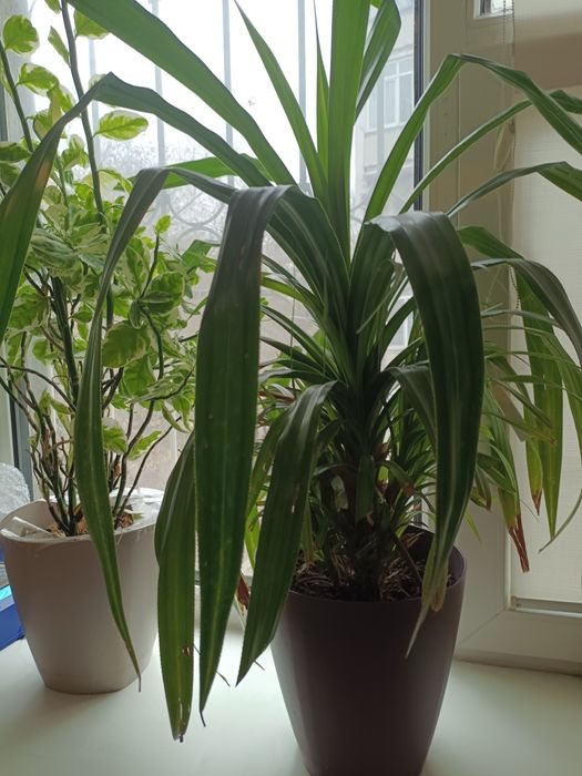 Домашние цветы , большие