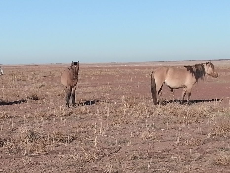 Жабагы лошадь жылкы