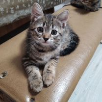Котята ( прочтите сами и передайте своим знакомым)