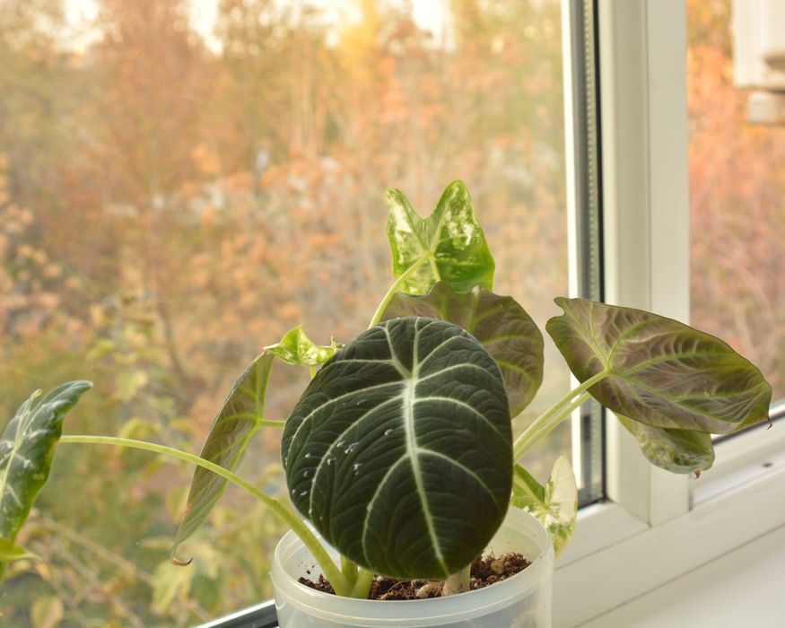 Алоказия Black Velvet и Frydek в одном горшке