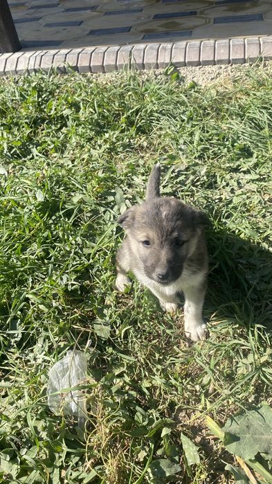 Күшік беріп жіберем лайка мәшкі аралас