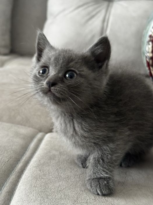 Mushuk sotiladi 35 kunlik