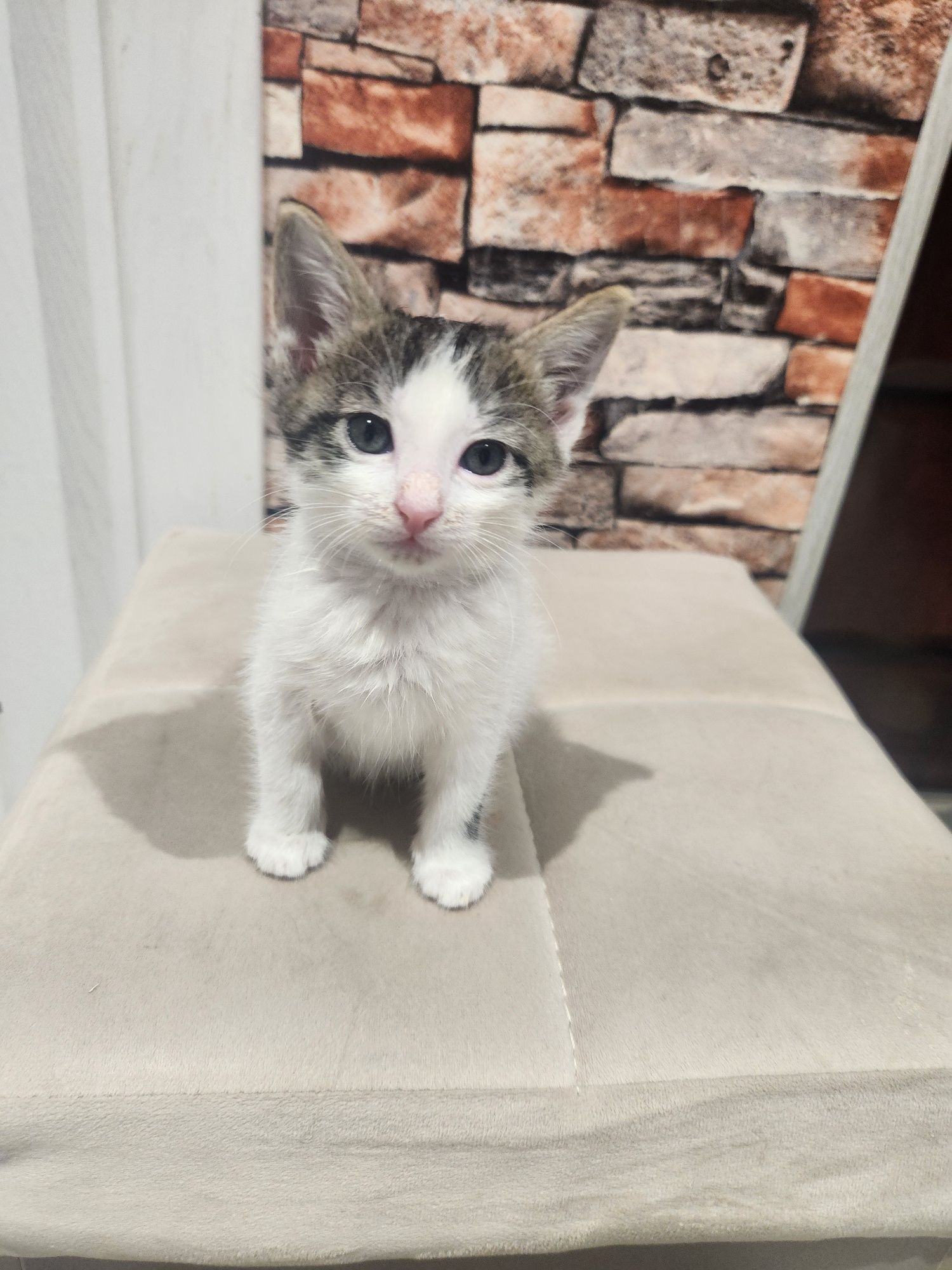 Котята в самые надежные руки