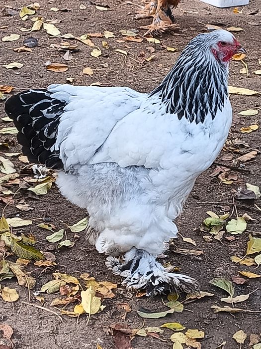 Brahma herminat deschis