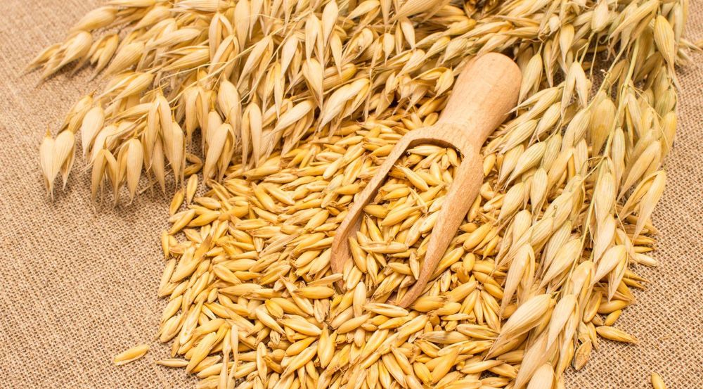 Продам овес низкая цена СУЛУ ОВЁС