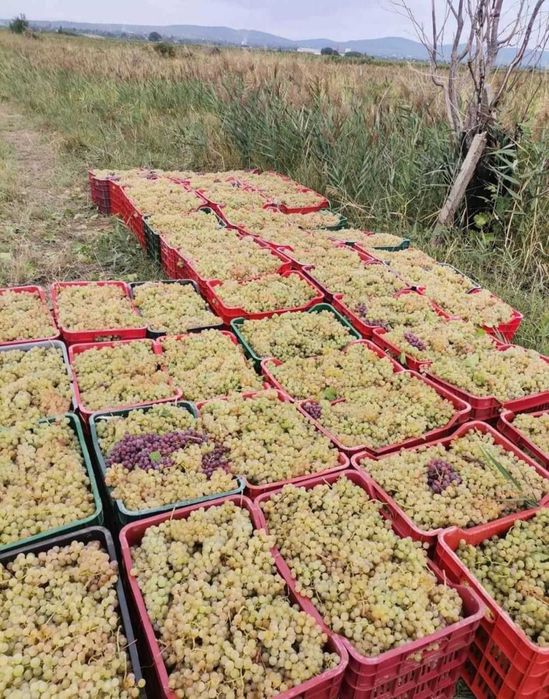 Vand Struguri de Vin