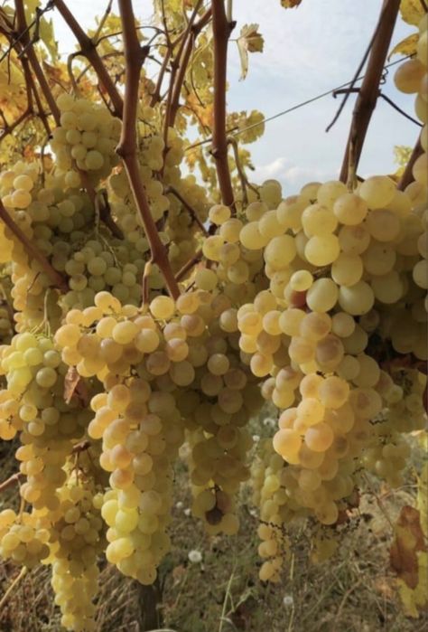 Vand struguri de vin galati