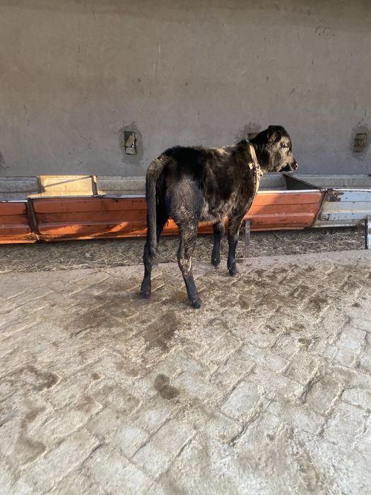 gʻunojincha sotiladi