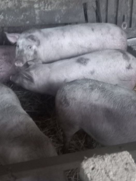 Продавам нерез и прасета