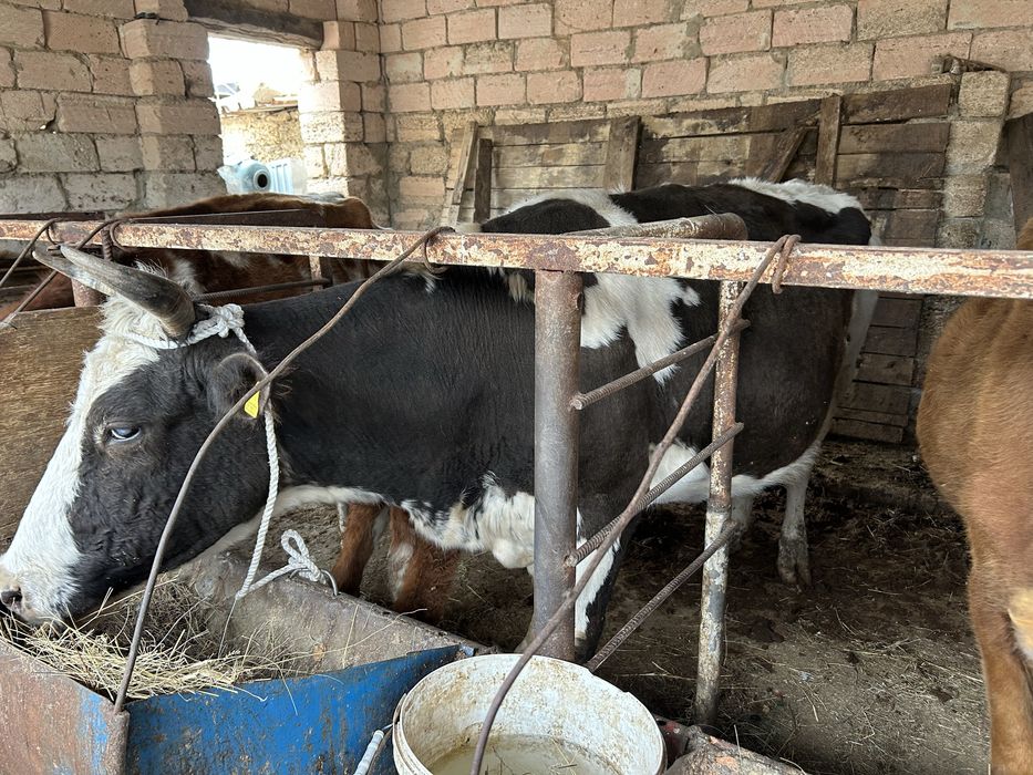 Буаз сиыр баспағымен сатылады