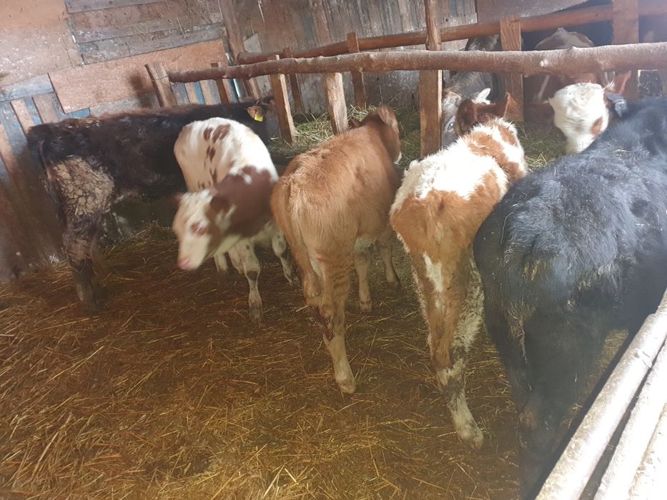 Vand taurasi si vitele