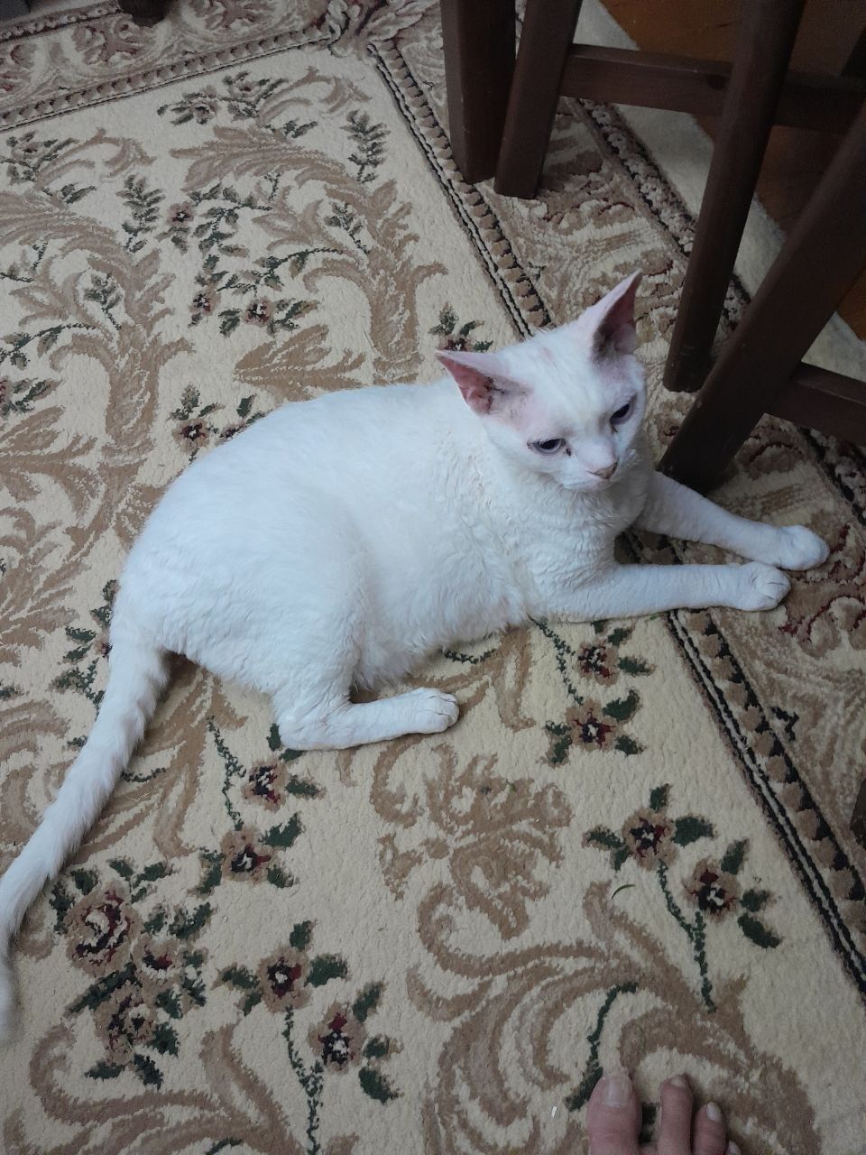 Передержка котиков