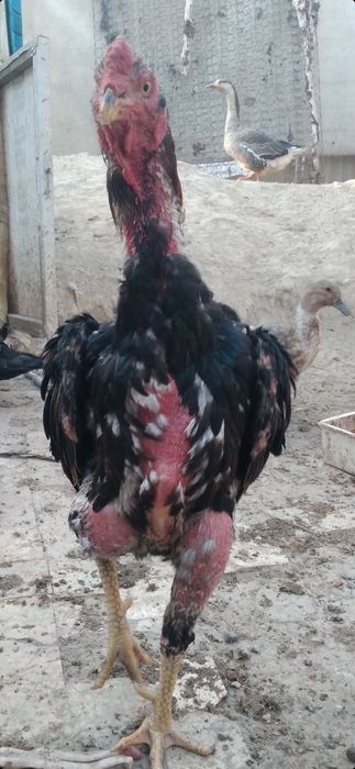 Продам питуха и курицу дакан