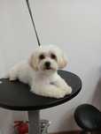 Asigur transport !!! Vand femela adulta Bichon Maltez foarte buna mama