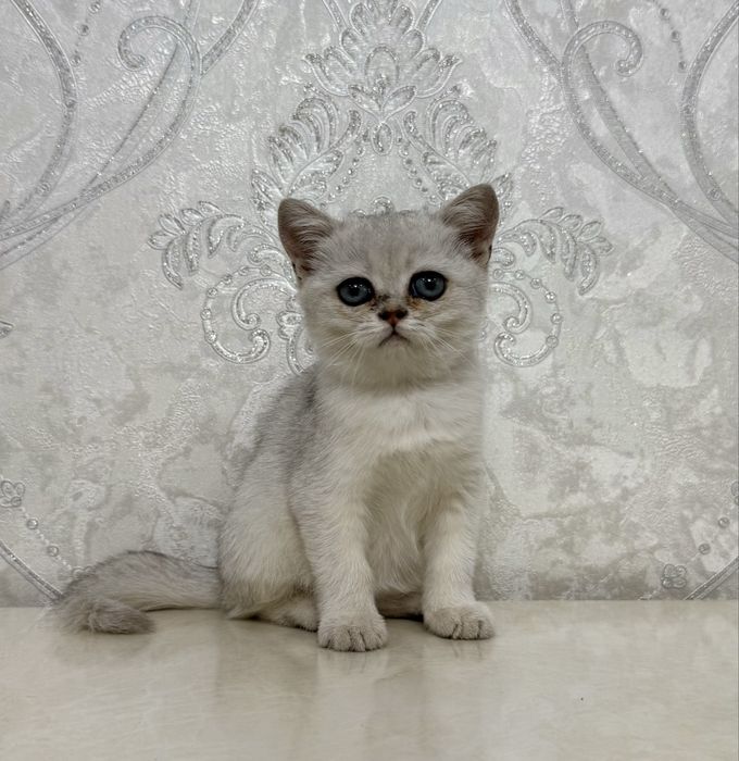 Британская серебристая шиншилла
