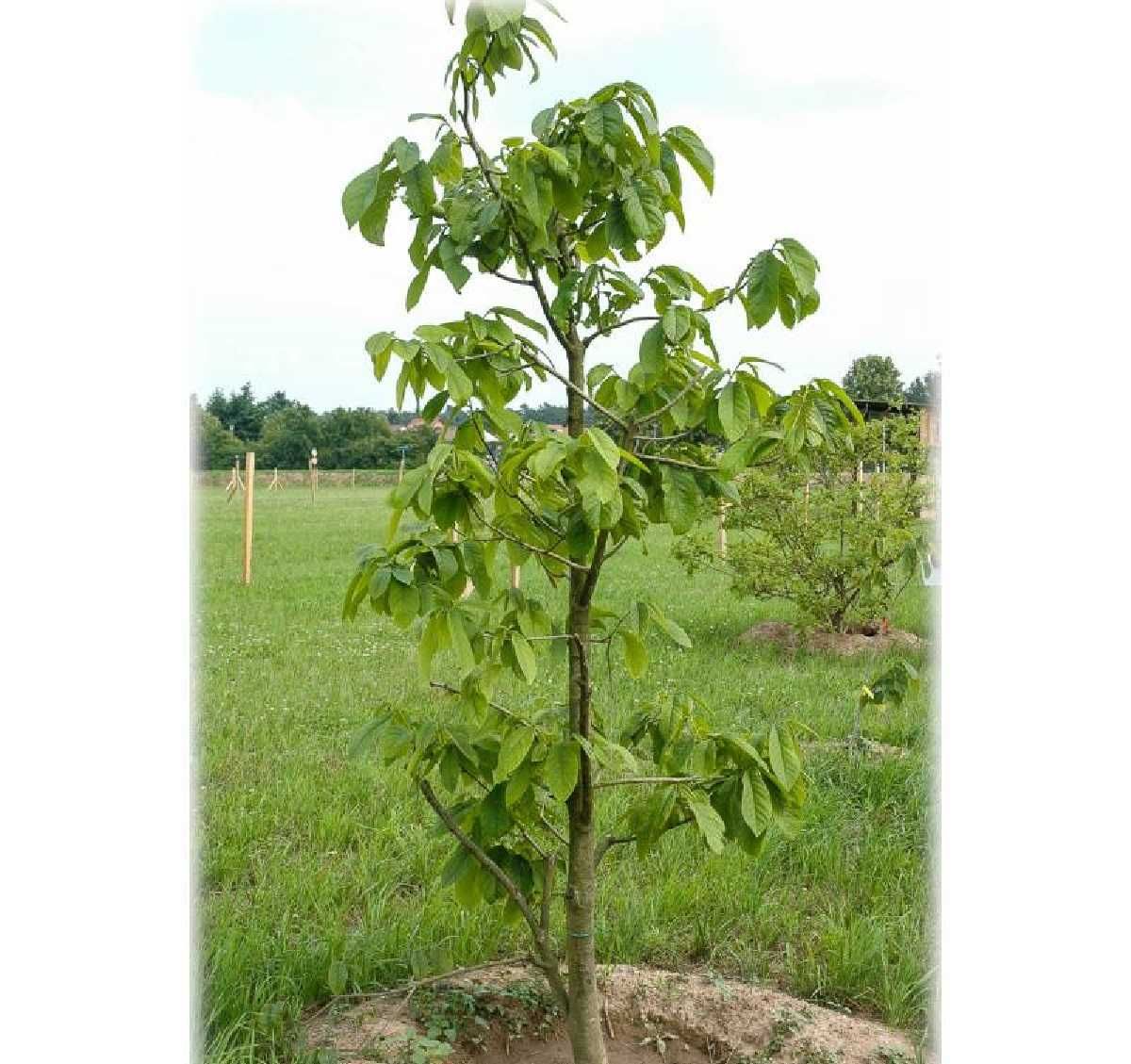 Pawpaw  Banana nordului Pom fructifer 40 - 60 cm la Ghiveci