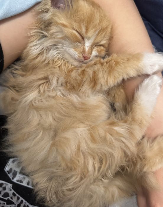 Котенок в хорошие руки