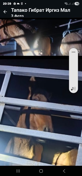 Продам порода мугажар кула Бие в марта кулындайды жабагы за все 1 милл