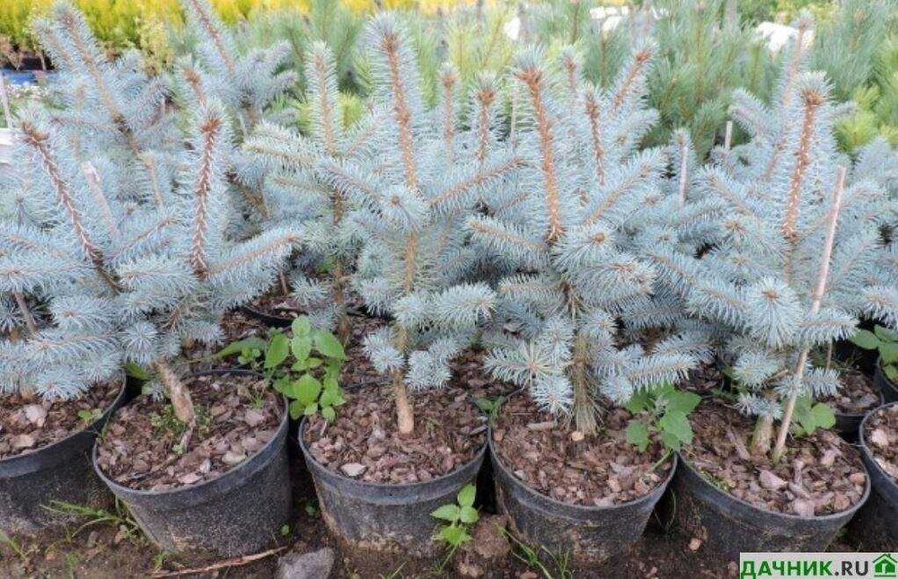 Саженцы голубая ель, пихта, липа, сибирская ель, дуб