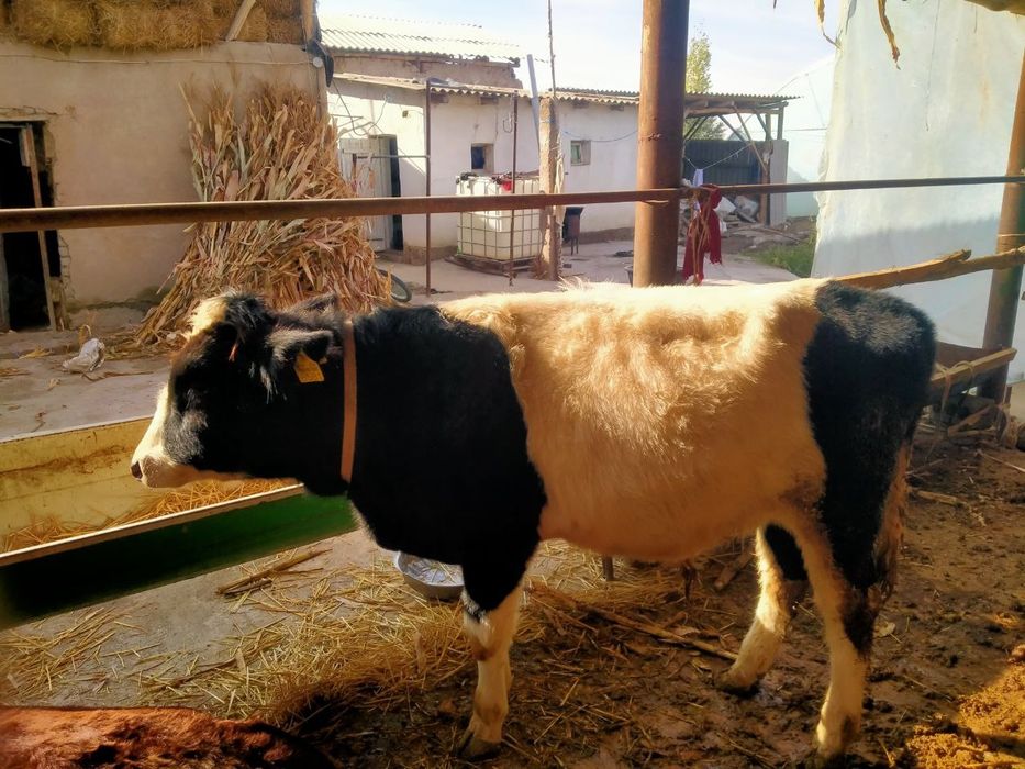 Бука бор сотилади