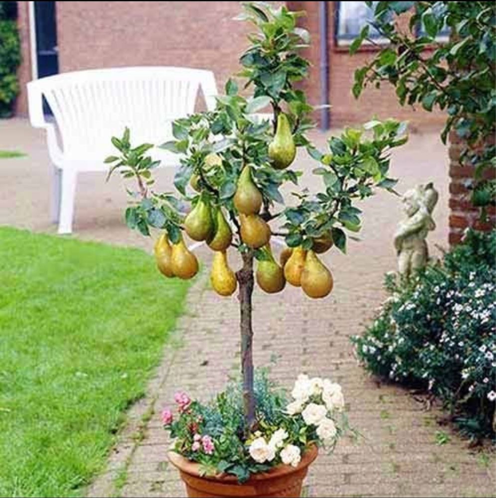 Pomi fructiferi pitici gama SUPERB