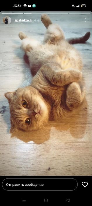 Вязка кошки Павлодар