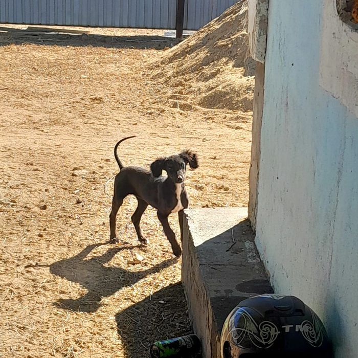 Тазы чистокровный