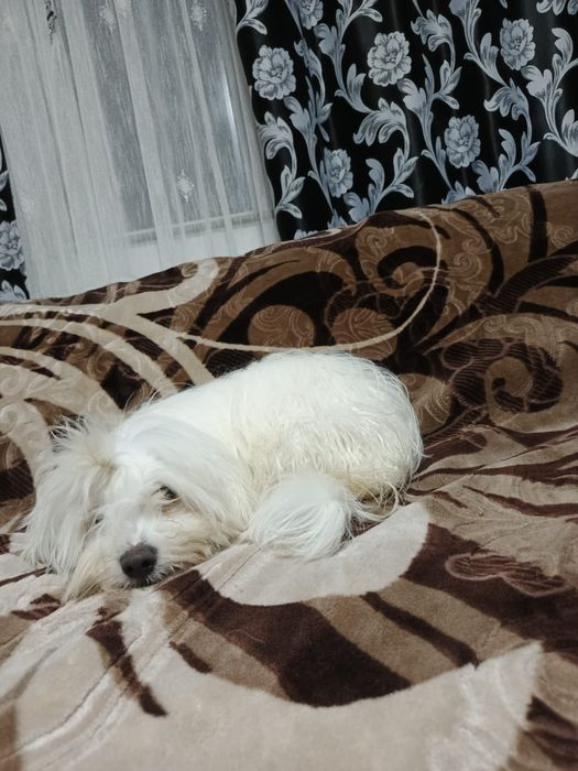 Vand bishon maltez ce așteaptă o căsuța noua