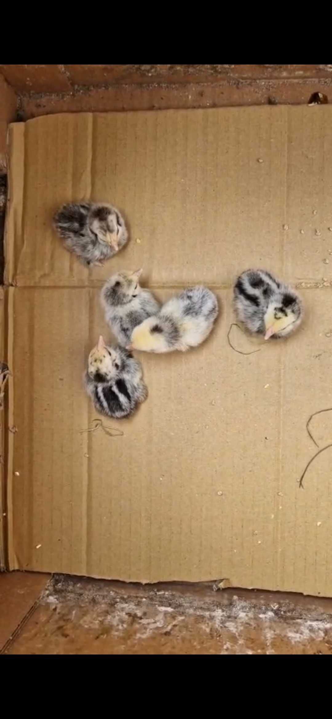 Pui gaini piticesti de portelan