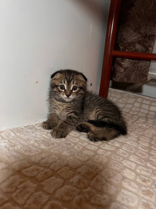 Продаются Вислоухие котята