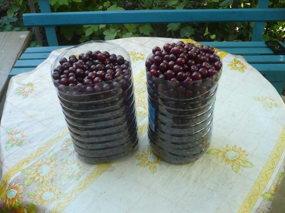 Саженцы вишни и других дачных деревьев и кустарников