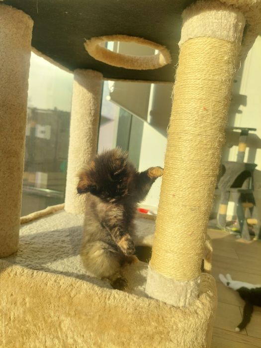 Котенок девочка Ташкент