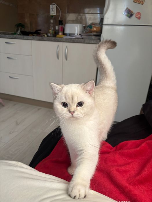 Британска шиншила Silver Point