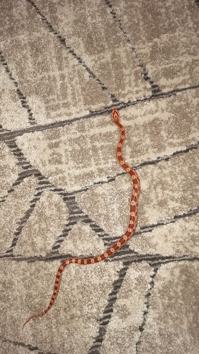Corn snake docili