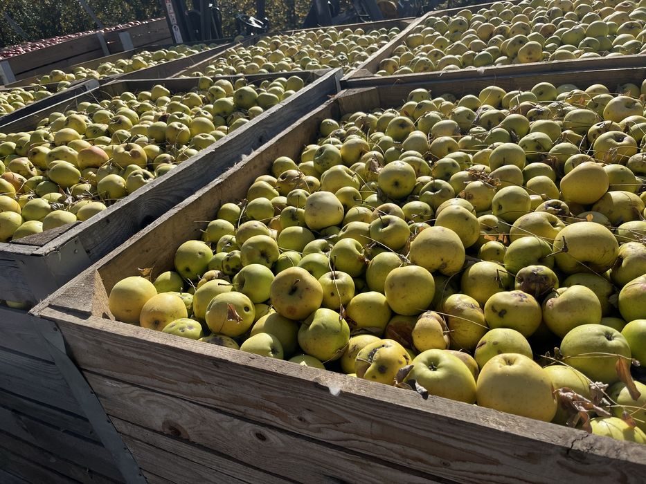 Mere pentru suc ,golden(scuturate de pe pom)