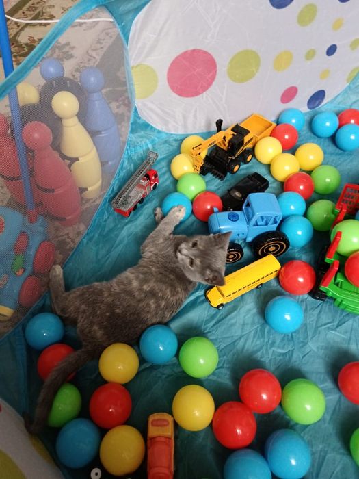 Котята в хорошие руки