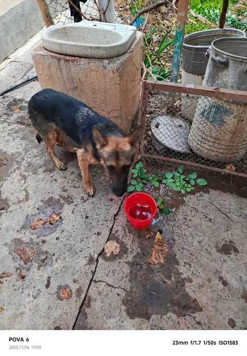 Немис овчаркаси, 1,5 ёш, ургочи,