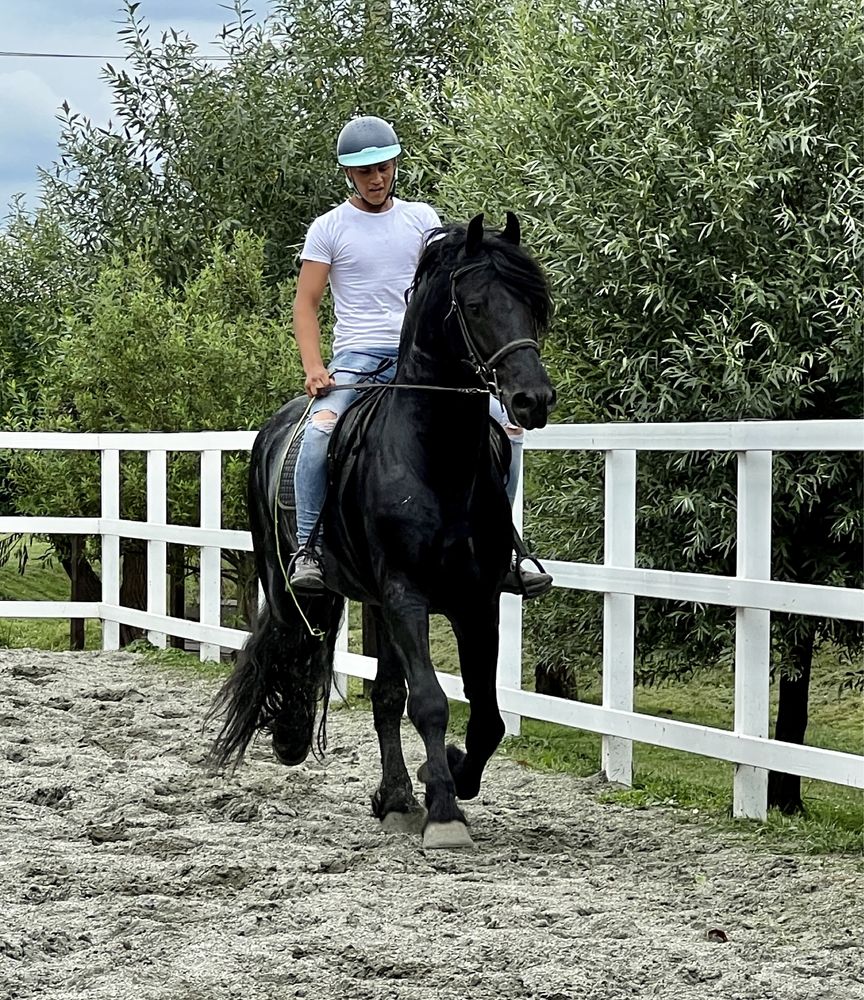 Armăsar Friesian echitație călărie