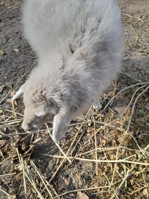 Қошақан тоқтылар сатылады Жаркент қаласы