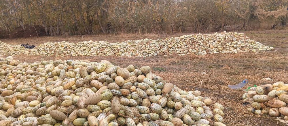 ем, корма, Ковун хом-пишик аралаш 200 ТОННА, Жиззах, Арнасойда