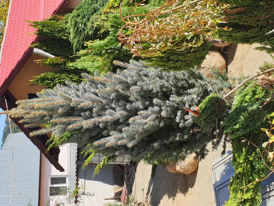 Tuia, brad, mesteacăn, tei, platan, magnolie si multe altele