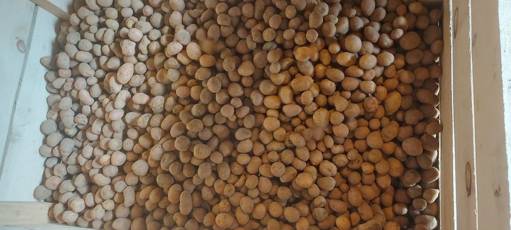 Cartofi  pentru animale si samanta