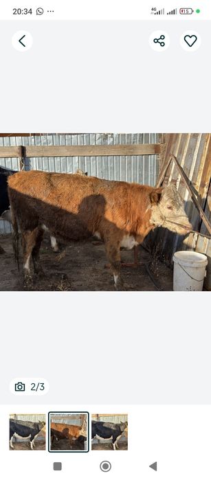 Сыйыр жарты етін ала