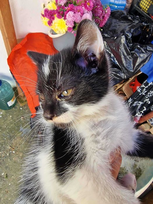 Se dau 2 pisicute catre adoptie