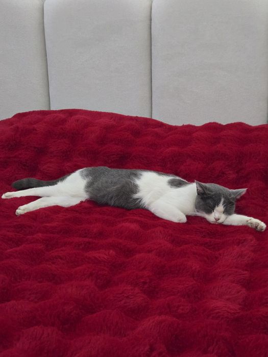 Mushuk sotiladi skotsh strayt