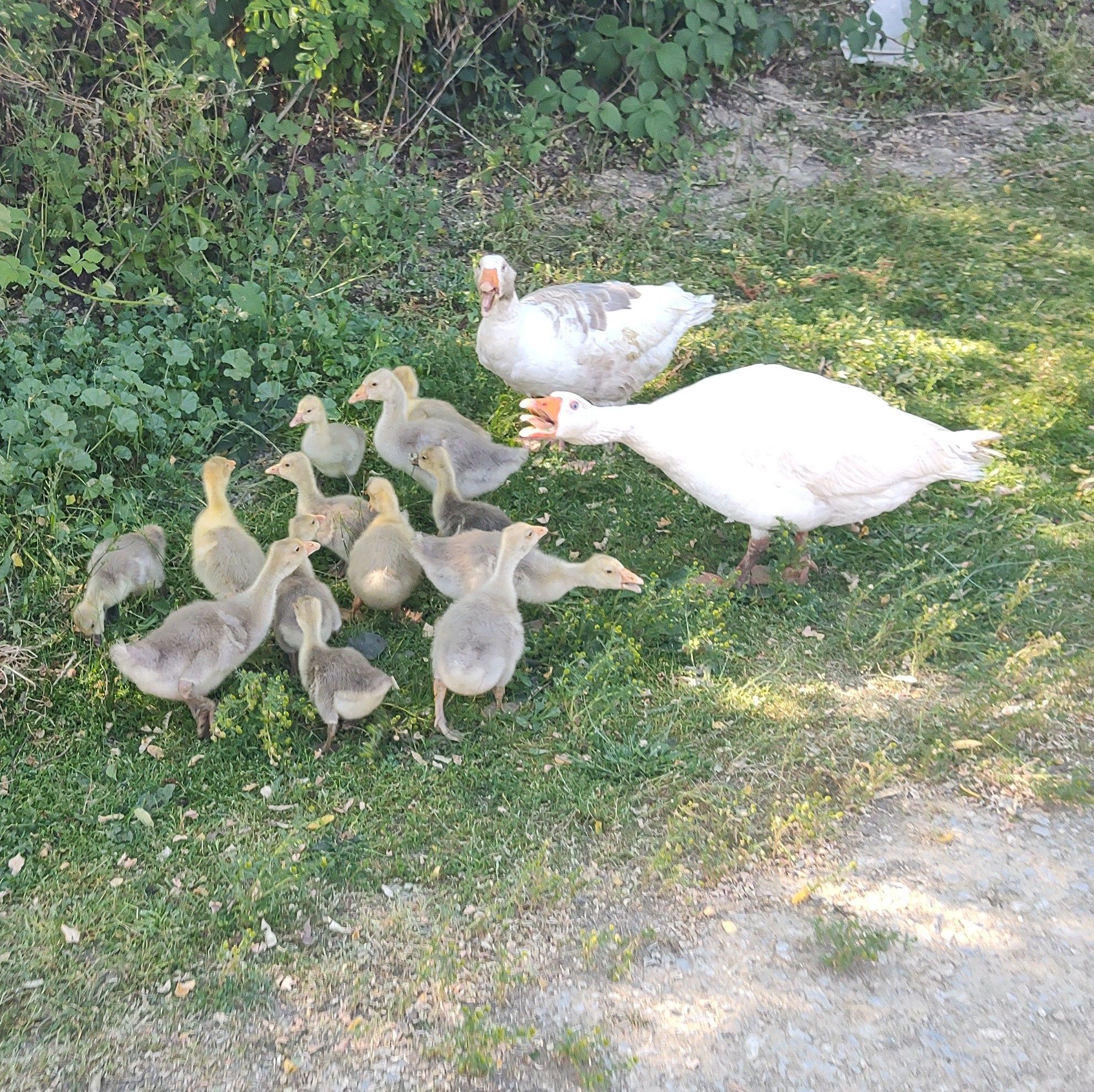 De vânzare boboci de gâscă!