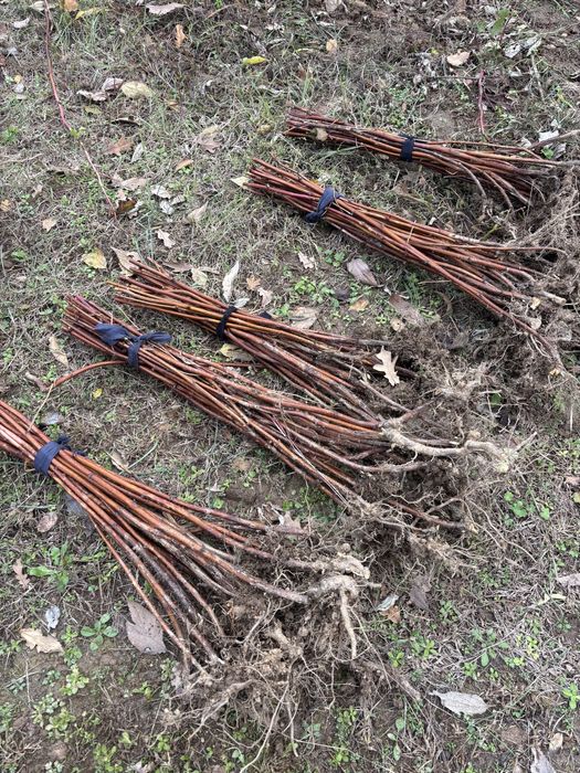 Разсад малини сорт Люлин