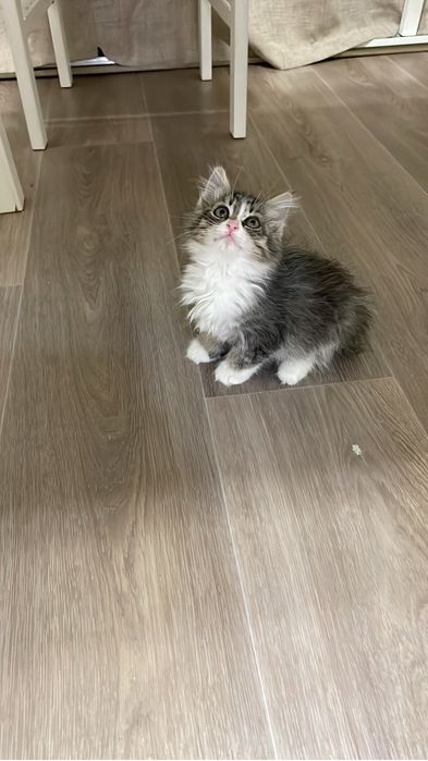 Отдам очаровательных котят