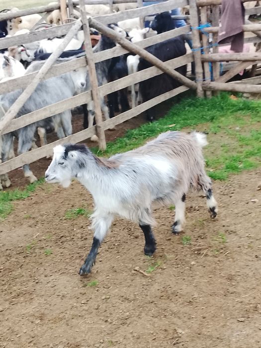Vînd capre  bune de lapte