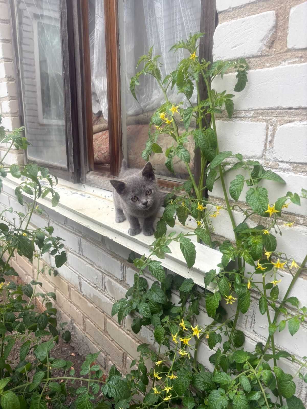 Дарю чудо котёнка девочку
